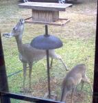 deer_at_birdfeeder